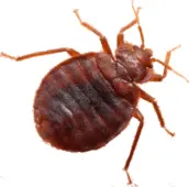 bed bug control northyork